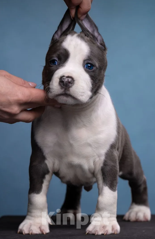 Собаки в Санкт-Петербурге: Продаётся шикарный парень Мальчик, Бесплатно - фото 1