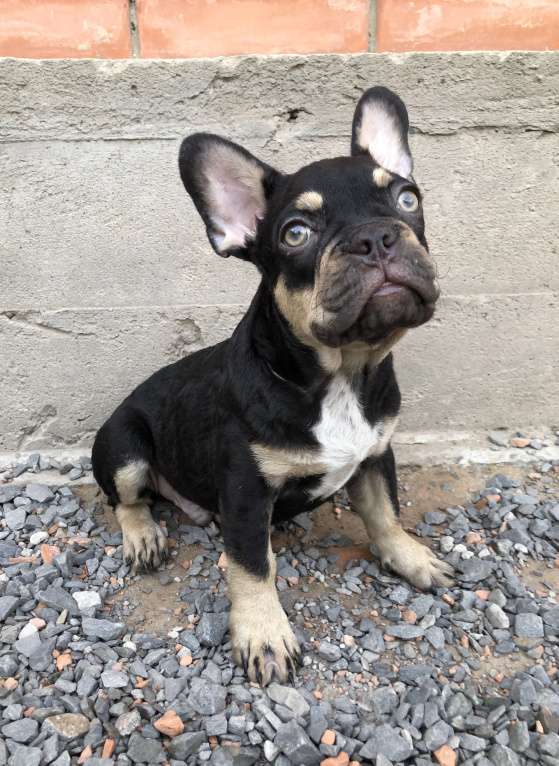 Собаки в Ростове-на-Дону: Мальчик - Какао с подпалом  Мальчик, Бесплатно - фото 4