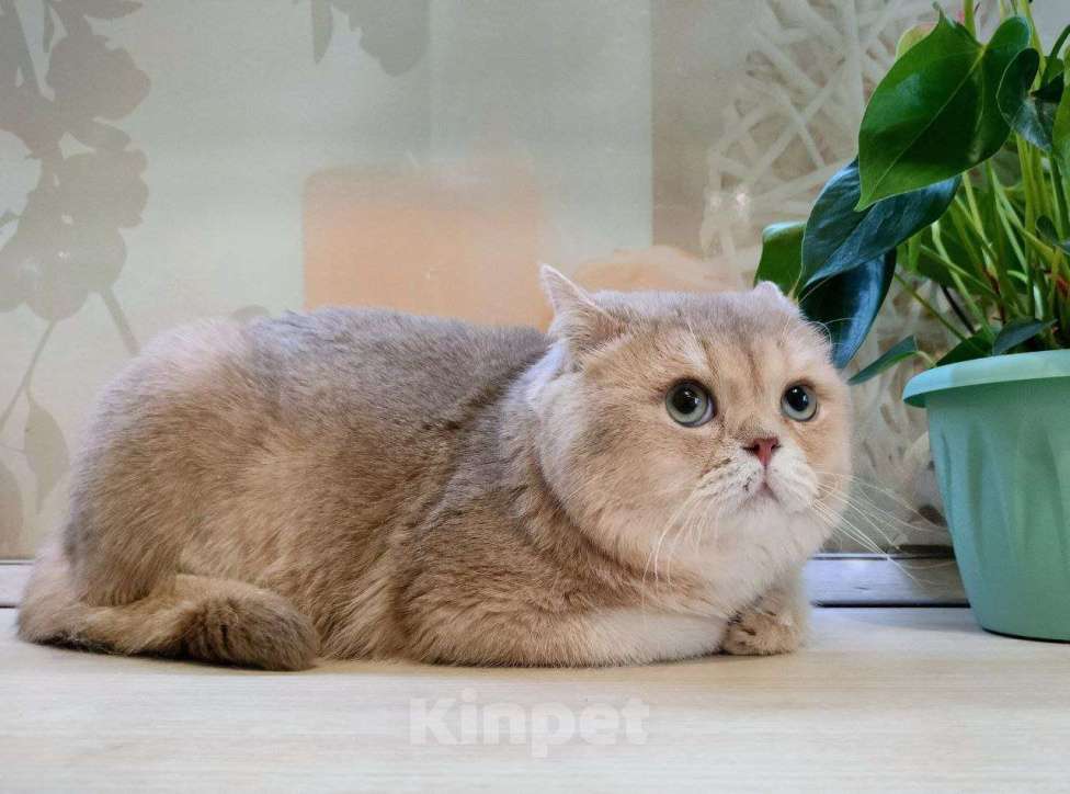 Кошки в Воронеже: Лиловый кот Мальчик, 15 000 руб. - фото 4