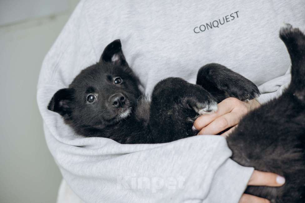 Собаки в Москве: Щенки бесплатно в Москве Мальчик, Бесплатно - фото 5