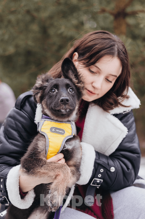 Собаки в Москве: Щенуля Тайлин ищет самый лучший дом! Девочка, Бесплатно - фото 8