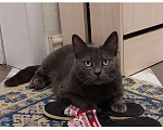 Кошки в Севастополе: Пропала кошка Девочка, 10 000 руб. - фото 1