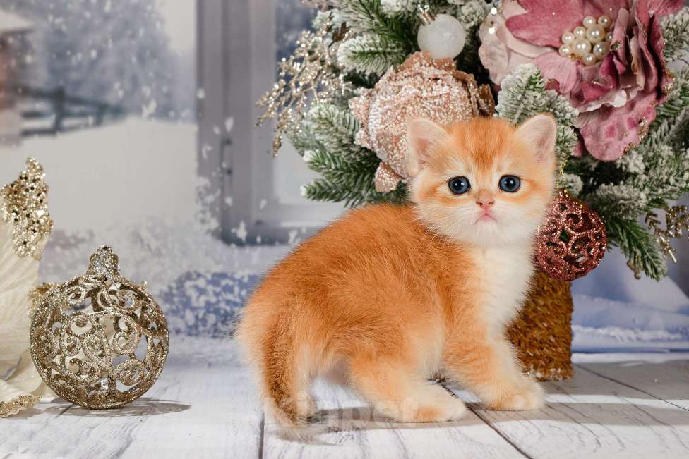 Кошки в Москве: Британские Новогодние котята. Мальчики и девочки. Мальчик, Бесплатно - фото 10