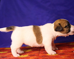 Собаки в Всеволожске: Щенок дрт девочка гладкая бело рыжая Девочка, 50 000 руб. - фото 3