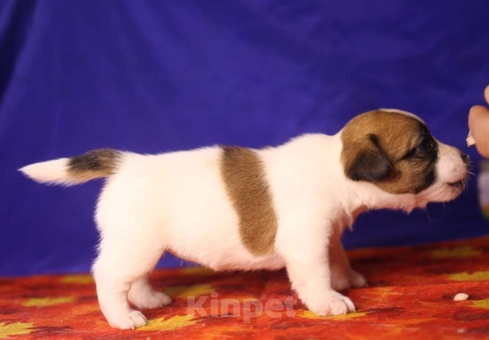 Собаки в Всеволожске: Щенок дрт девочка гладкая бело рыжая Девочка, 50 000 руб. - фото 3