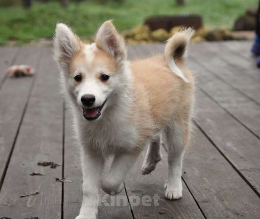 Собаки в Москве: Ненецкая оленегонная лайка, кобель Жгучий перчик.  Мальчик, 60 000 руб. - фото 8