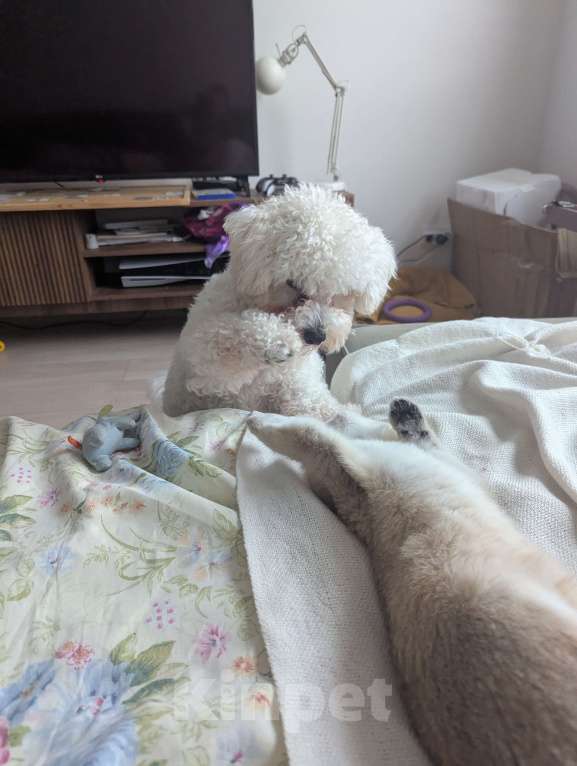 Собаки в Москве: Продаем в новую семью мальчика Бишон Фризе  Мальчик, 40 000 руб. - фото 3