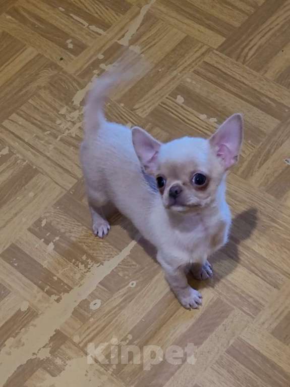 Собаки в Москве: Супер красивый Чихуахуа мальчик Мальчик, Бесплатно - фото 2