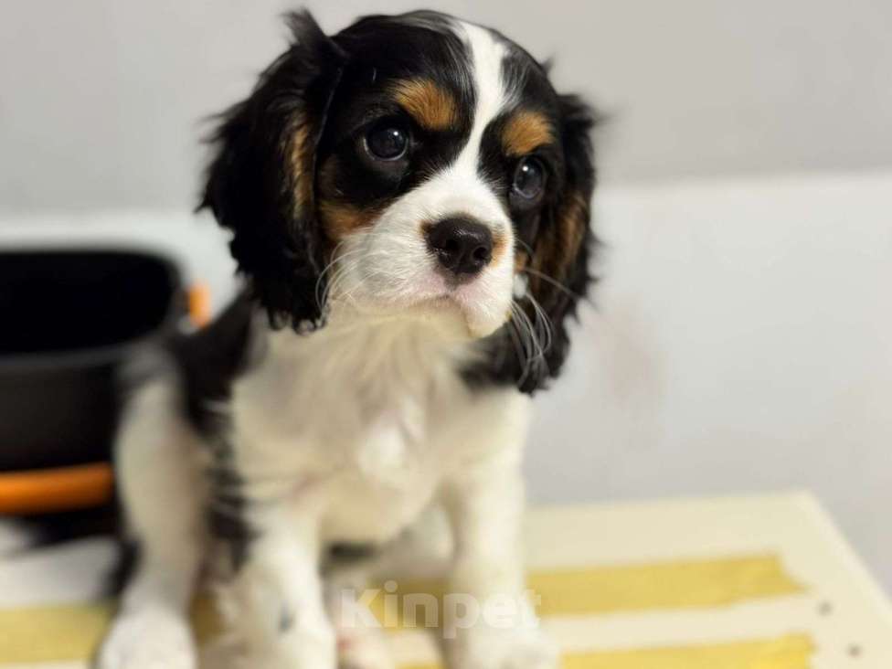 Собаки в других городах Калининградской области: Кавалер Кинг Чарльз Спаниель Мальчик, 38 000 руб. - фото 9