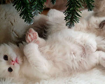 Кошки в других городах Московской области: Клубные котята рэгдолл - kitten ragdoll Мальчик, 70 000 руб. - фото 8