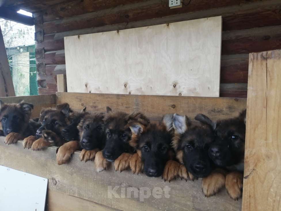 Собаки в Первоуральске: Продаются щенки немецкой овчарки длинношерстной  Мальчик, 45 000 руб. - фото 4