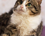 Кошки в Москве: Котейка Каспер в добрые руки Мальчик, Бесплатно - фото 1