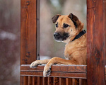 Собаки в Москве: Солнечный Рыжик, пес спасенный с пром. зоны, ищет дом! Мальчик, 10 руб. - фото 8