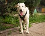 Собаки в Москве: Мальчик Клевер, молодой пёс ищет дома, метис лабрадора Мальчик, 10 руб. - фото 9