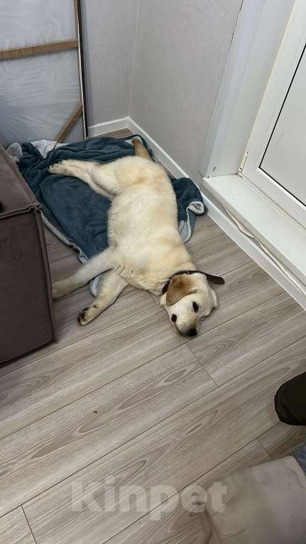 Собаки в Первоуральске: Золотистый ретривер Мальчик, 30 000 руб. - фото 2