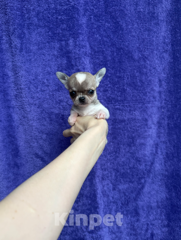 Собаки в Москве: Малышка Девочка, 30 000 руб. - фото 1