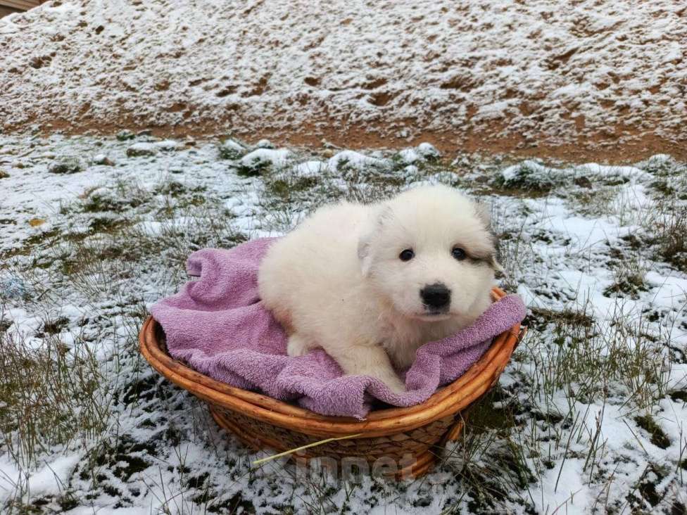 Собаки в Малоярославце: Щенки Пиренейской горной собаки_девочка Девочка, 40 000 руб. - фото 4