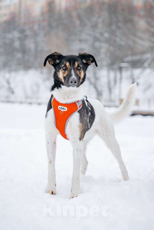 Собаки в других городах Московской области: Солнечный мальчишка ждёт семью в приюте Мальчик, Бесплатно - фото 1