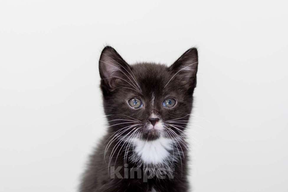 Кошки в Москве: Картошка Девочка, Бесплатно - фото 3