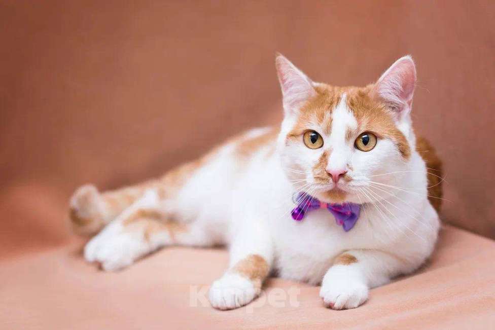 Кошки в Москве: Рыжая Лионелла в добрые руки Девочка, Бесплатно - фото 4