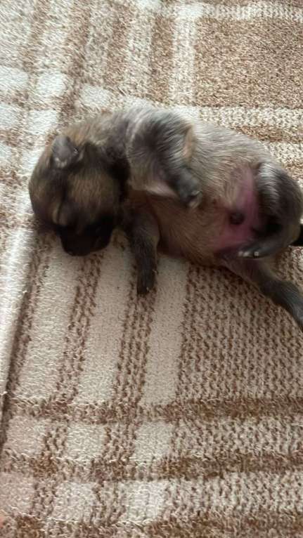 Собаки в Иркутске: Померанский шпиц Мальчик, 27 000 руб. - фото 3