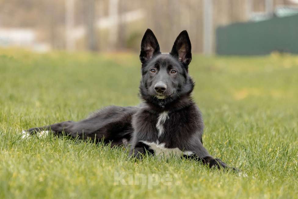 Собаки в Москве: Черный щенок Лавруша ищет дом Мальчик, Бесплатно - фото 2