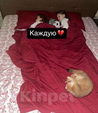 Кошки в Махачкале: потерялась кошка Девочка, 1 000 руб. - фото 9