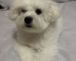 Собаки в Уфе: Бишон фризе щенок Мальчик, 80 000 руб. - фото 3