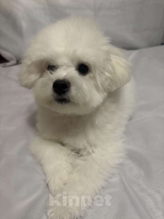 Собаки в Уфе: Бишон фризе щенок Мальчик, 80 000 руб. - фото 3