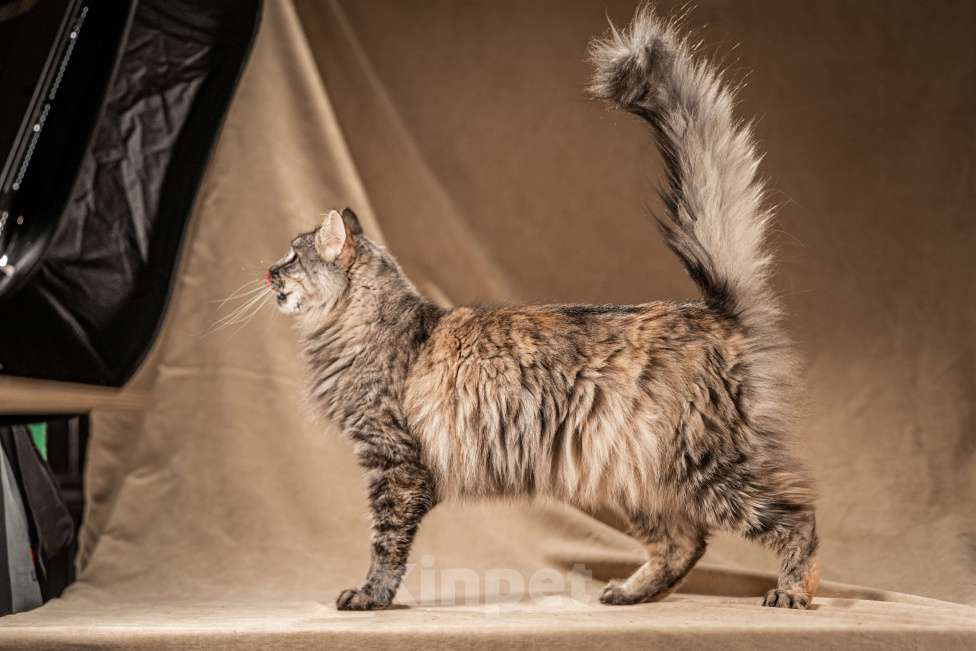 Кошки в Клине: Лилу — пушистое сокровище Девочка, Бесплатно - фото 1