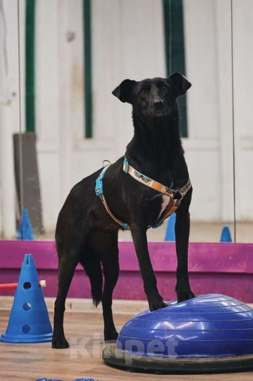 Собаки в Москве: Чернушка: та, кто научит ценить доверие. Девочка, Бесплатно - фото 3