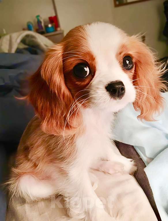 Собаки в Перми: Кавалер Кинг Чарльз спаниель, щенок Мальчик, Бесплатно - фото 1