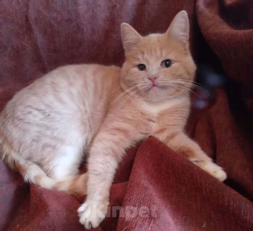 Кошки в Москве: Кремовый шотландский котик Мальчик, Бесплатно - фото 3