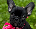 Собаки в Калининграде: Шоколадная девочка французского бульдога Девочка, 50 000 руб. - фото 5