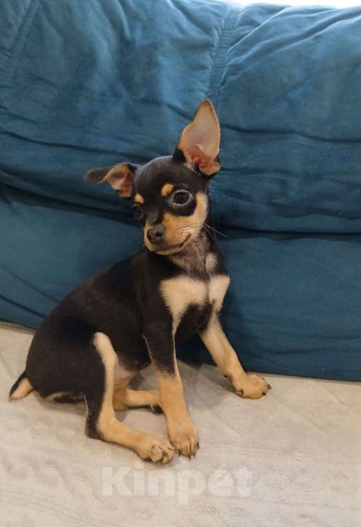 Собаки в Приморско-Ахтарске: Той-терьер Девочка, Бесплатно - фото 1