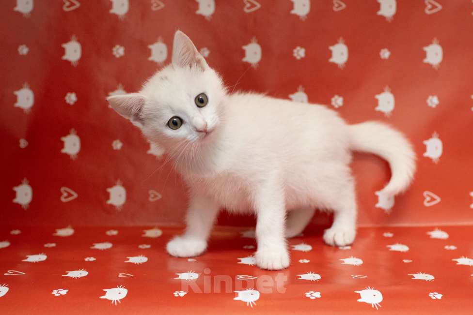 Кошки в Москве: Белый котенок в добрые руки Мальчик, Бесплатно - фото 3