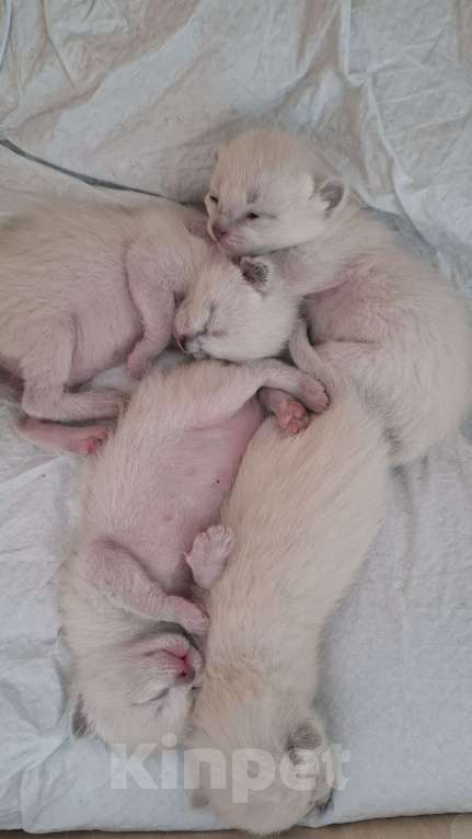 Кошки в Краснодаре: Тайский котенок Мальчик, 7 000 руб. - фото 4