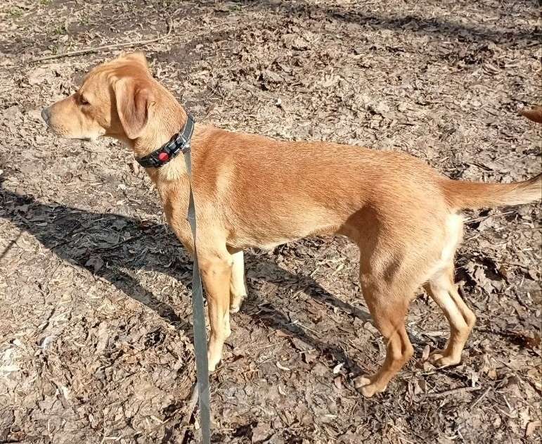 Собаки в Москве: Рыжая Полли в дар Девочка, Бесплатно - фото 3