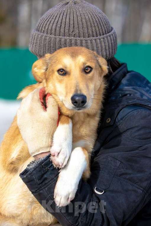 Собаки в Москве: Лисса, красивая собака Девочка, Бесплатно - фото 5