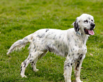 Собаки в Москве: Английский сеттер Каспер ищет дом. Мальчик, Бесплатно - фото 9