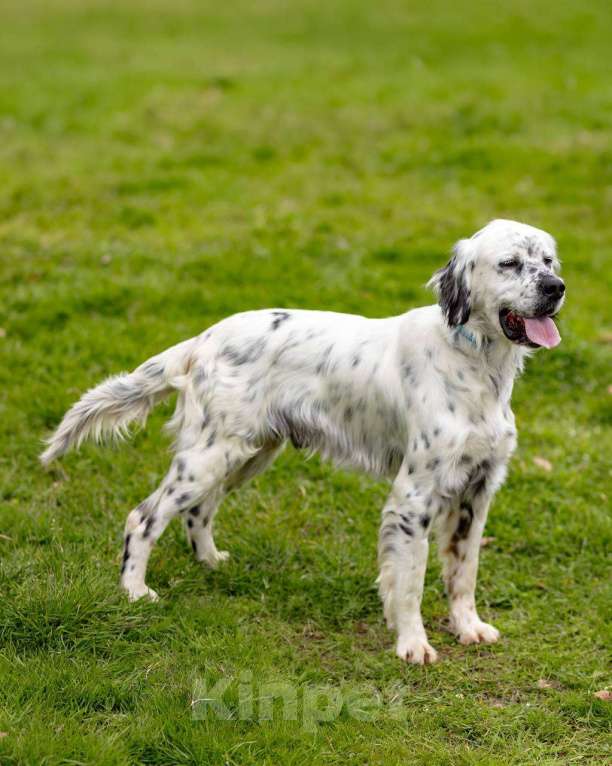Собаки в Москве: Английский сеттер Каспер ищет дом. Мальчик, Бесплатно - фото 9