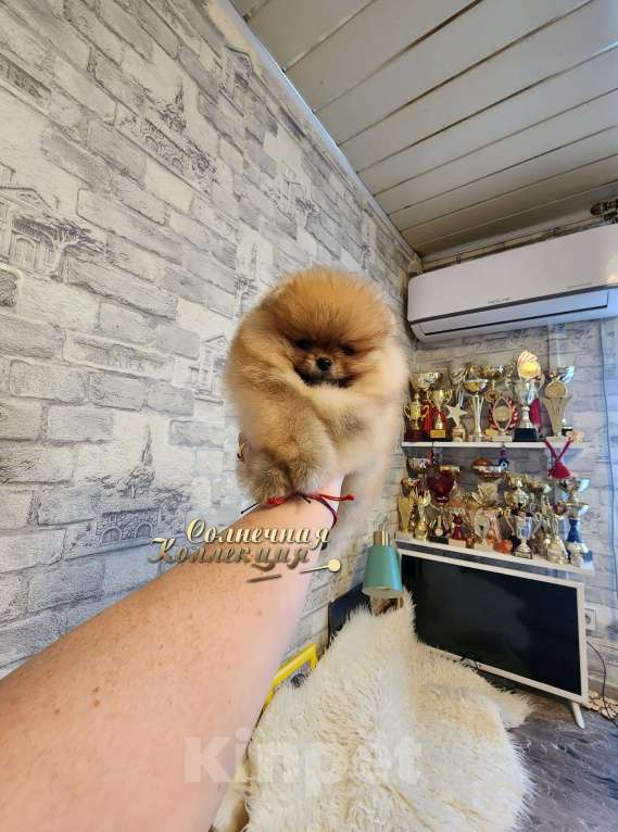 Собаки в Москве: Мини мальчик померанского шпица из племенного питомника РКФ Мальчик, Бесплатно - фото 1
