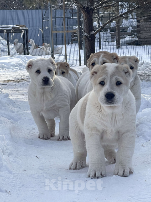 Собаки в Омске: Щенки  Среднеазиатская овчарка  Девочка, 35 000 руб. - фото 2