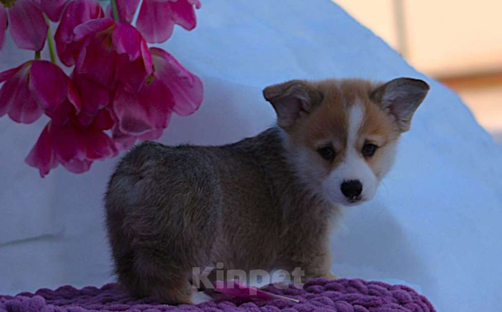 Собаки в других городах Московской области: кобель вельш корги пемброк Мальчик, 60 000 руб. - фото 3