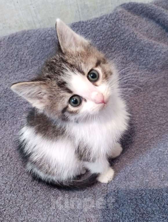 Кошки в Самаре: Котик пятнистый Мальчик, Бесплатно - фото 1