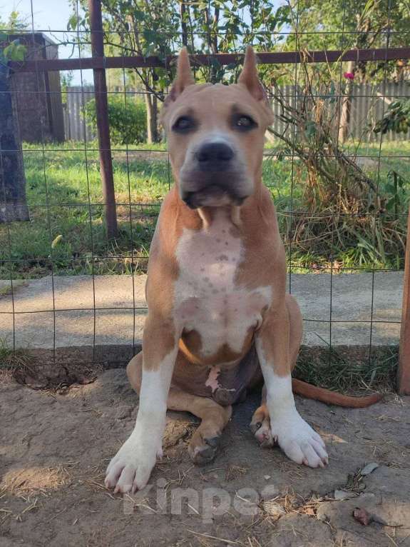 Собаки в Самаре: Очаровательный мальчик амстафф Мальчик, 80 000 руб. - фото 3