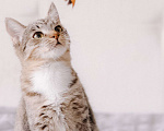 Кошки в Москве: Котенок в добрые руки Девочка, Бесплатно - фото 5