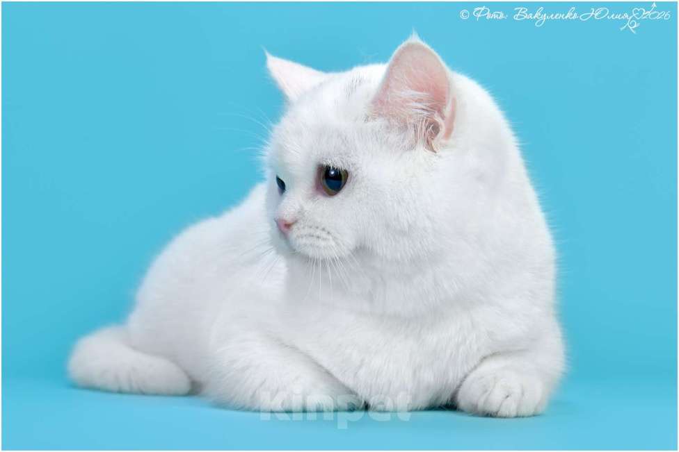 Кошки в Геленджике: Белая шотландская прмоухая кошка  Девочка, 120 000 руб. - фото 2