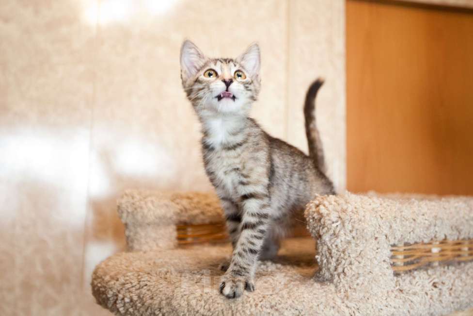 Кошки в Москве: Серо-бежевый котёнок в добрые руки  Девочка, Бесплатно - фото 9