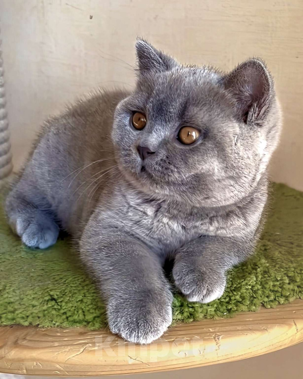 Кошки в Москве: Британские к/ш котята  Мальчик, Бесплатно - фото 3